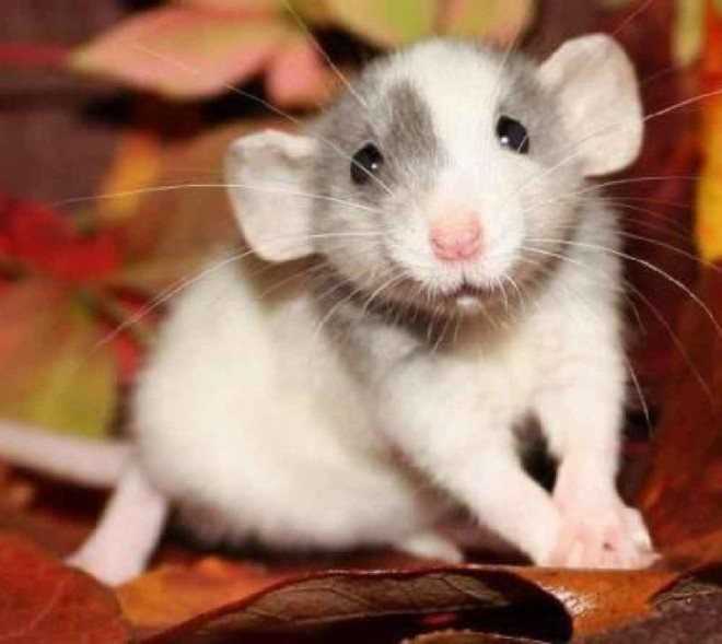 Как определить возраст крысы декоративной – уход за волосами