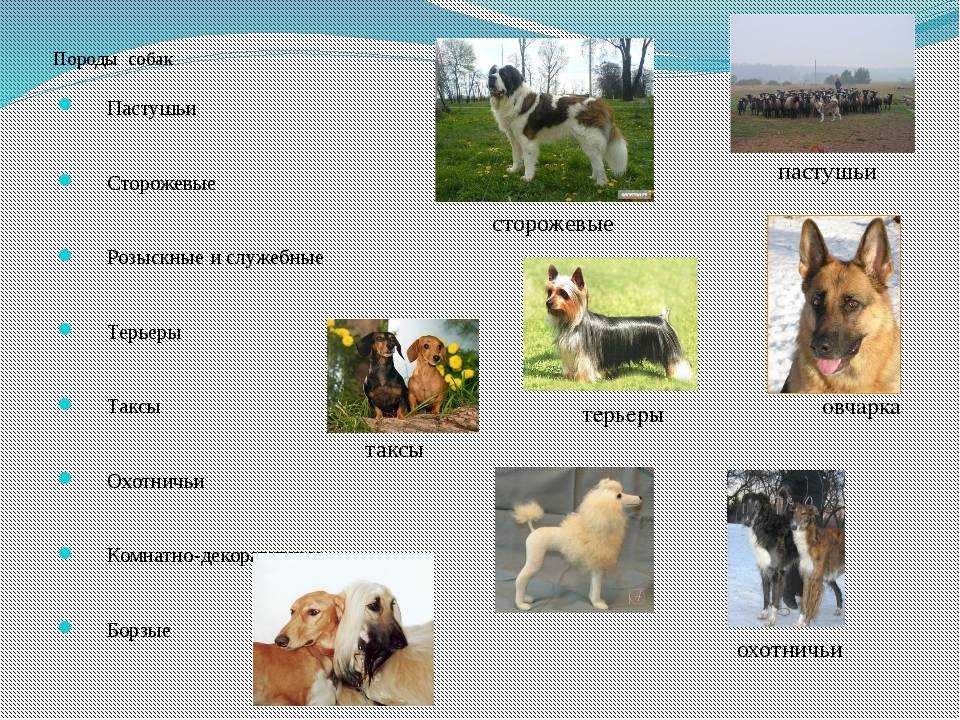Верные друзья и средство передвижения: описание и фото ездовых пород собак