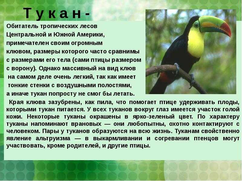 Птица тукан и её содержание дома: описание, распространение и поведение в дикой природе, особенности питания, необходимые условия для проживания в неволе, цена