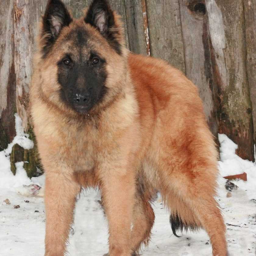 Порода собак бельгийская овчарка тервюрен и ее характеристики с фото