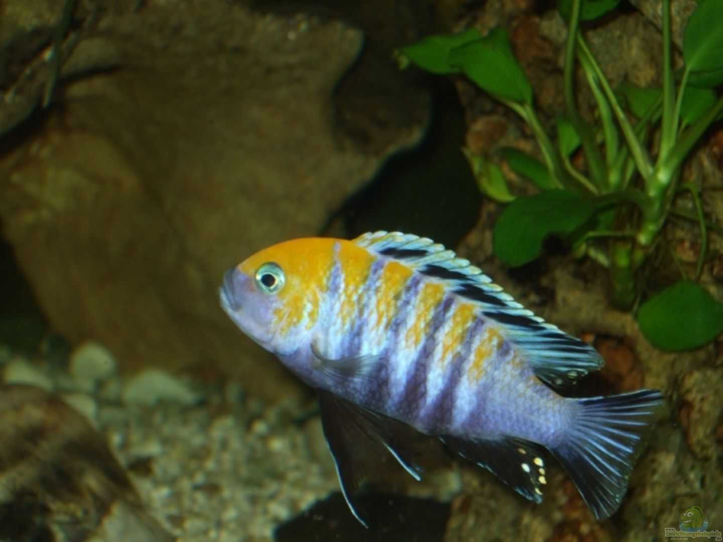 Активная рыбка псевдотрофеус демасони в вашем аквариуме