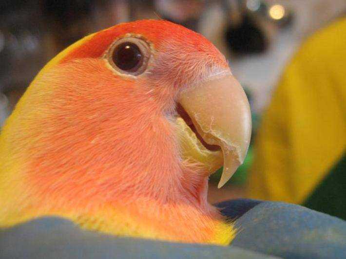 Почему волнистый попугай дрожит и трясется