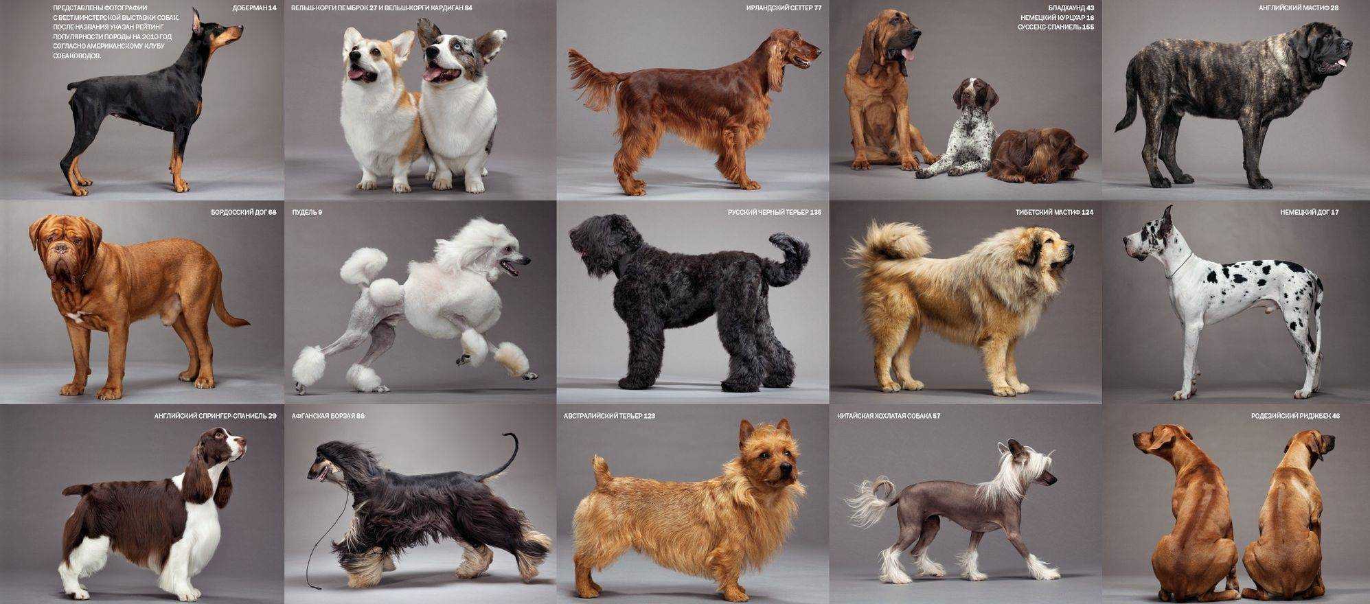 Породы собак средних размеров: короткошерстные, охотничьи, вес и рост