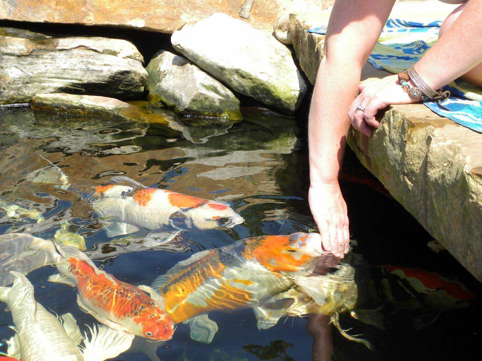 Карп кои: содержание в аквариуме, размножение японского красавца