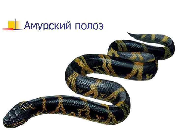 Желтобрюх змея. образ жизни и среда обитания желтобрюха | живность.ру