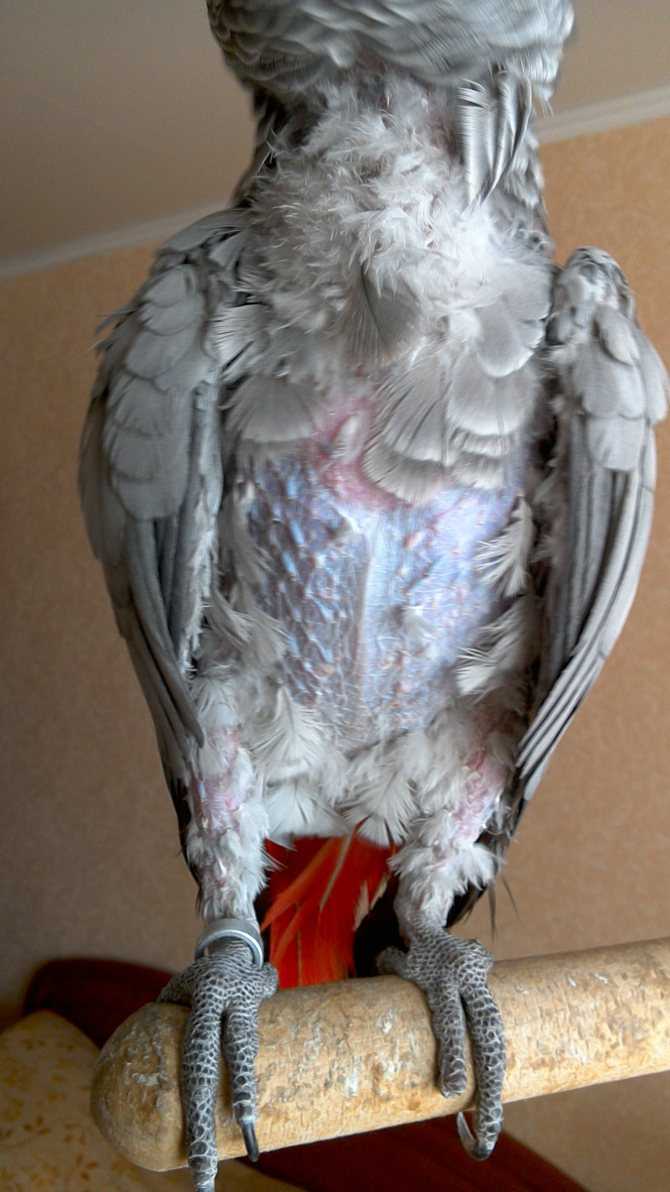 Болезни кожи и перьев у попугаев