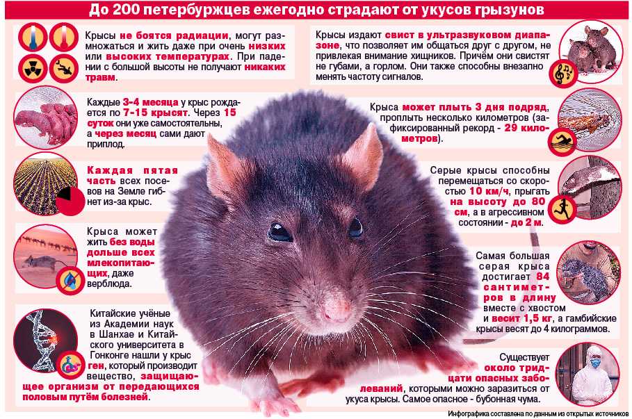 Крыса чихает: причины рефлекса, что делать, как лечить