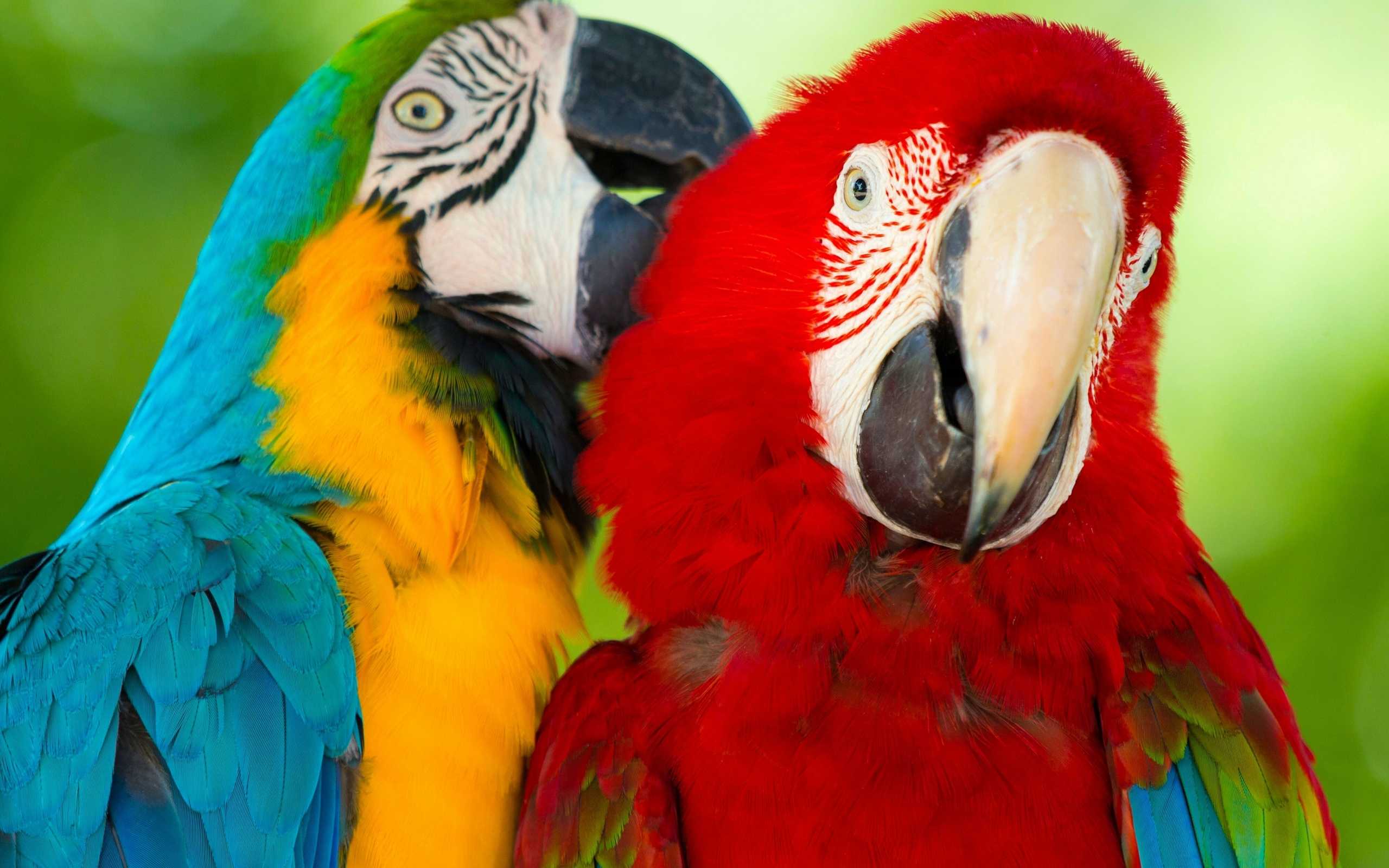 Самые умные попугаи в мире: топ пород с высокими умственными способностями