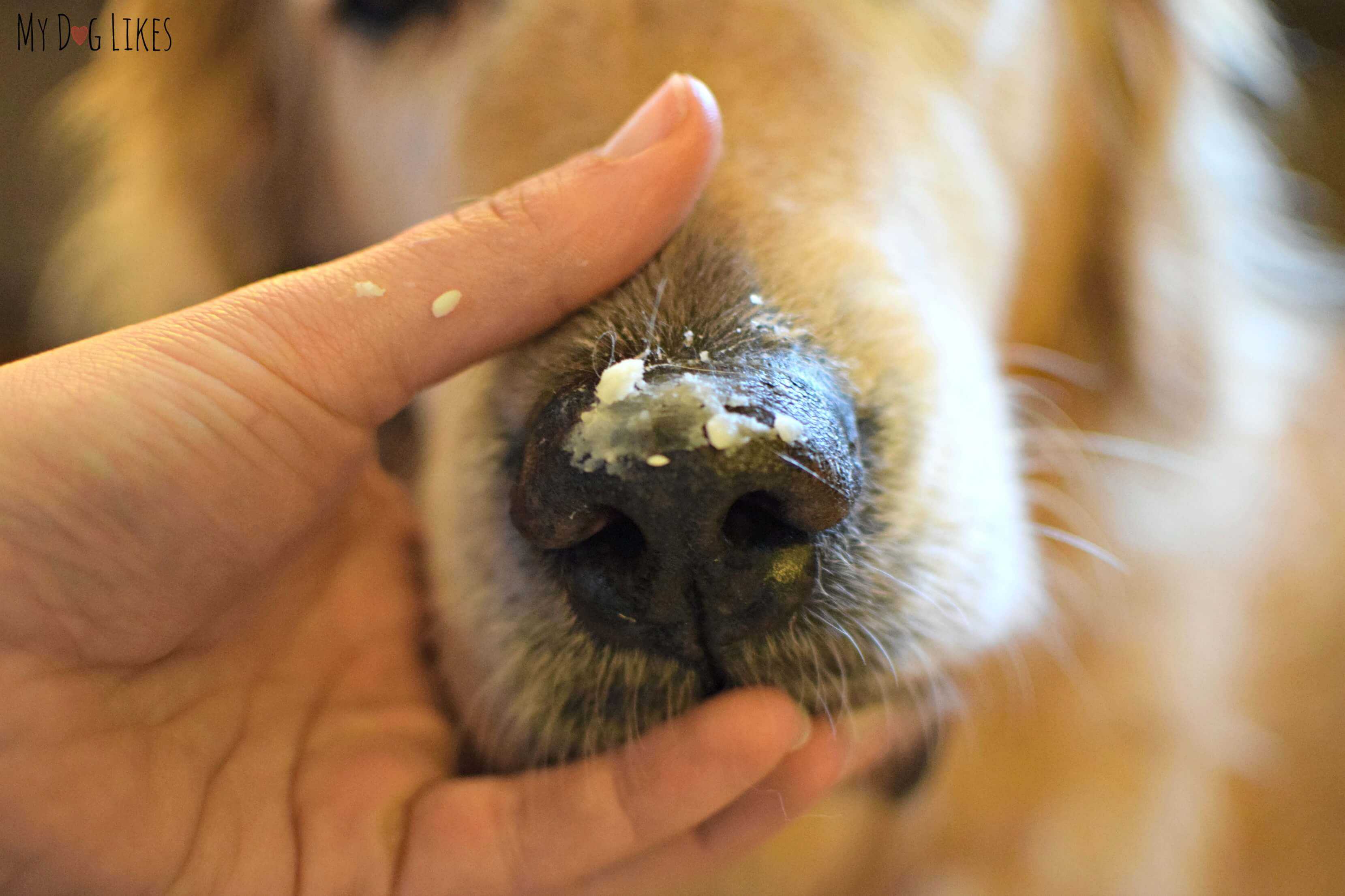 Какой нос должен быть у здоровой собаки | теплый или холодный