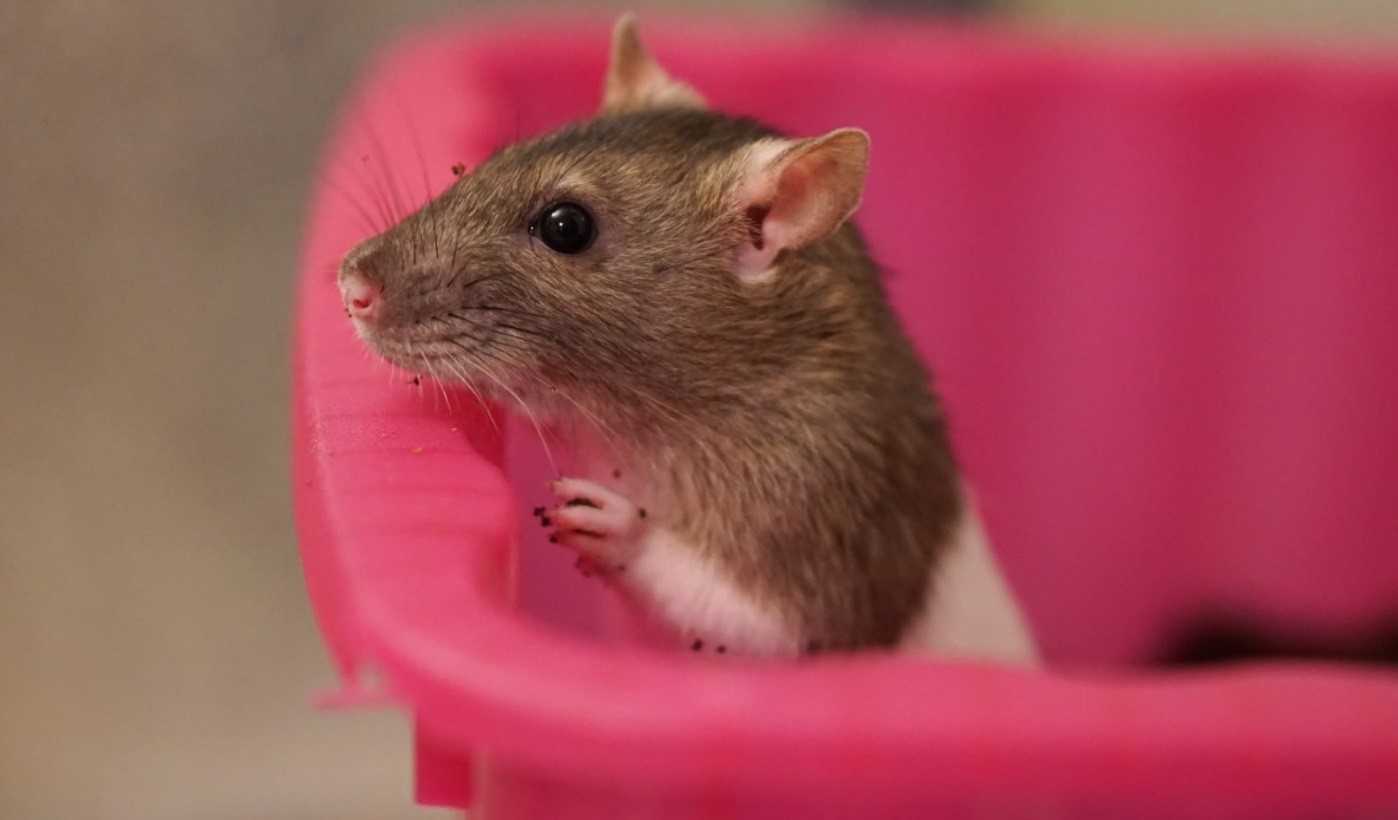 Как назвать крысу? лучшие имена для домашних крыс