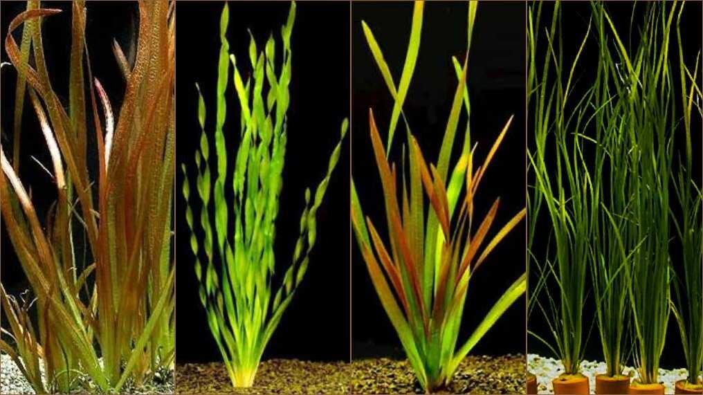 Аквариумные растения: фото с названиями и описанием. какие растения лучше для аквариума? растения для аквариума живые и искусственные