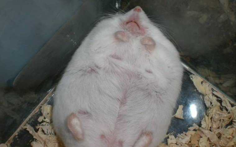 Беременная крыса: как понять, что она вынашивает крысят, сколько длится беременность, как узнать срок у домашнего грызуна, как определить с фото