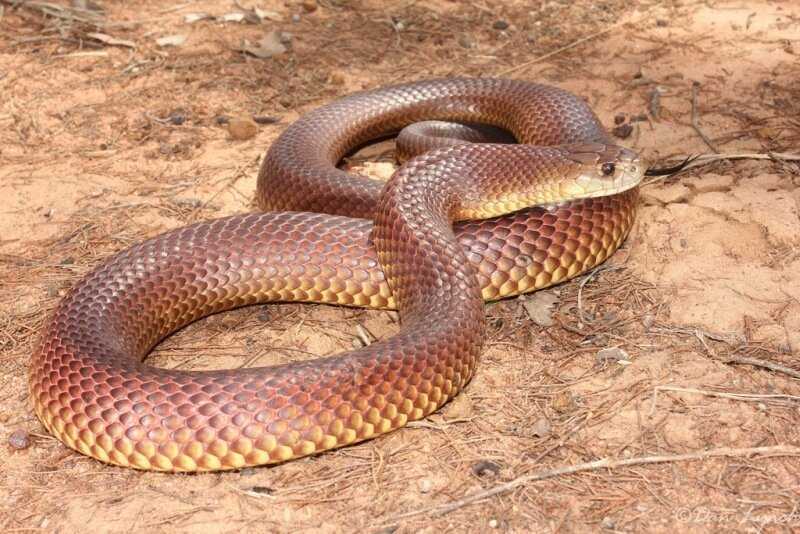 Змея тайпан — виды, описание змеи