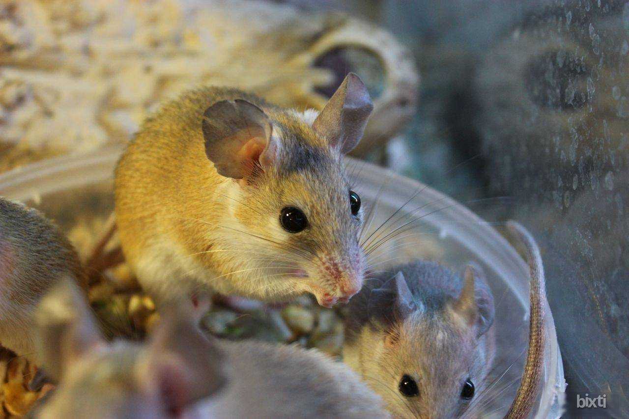 Иглистая мышь, условия домашнего содержания, питание и уход