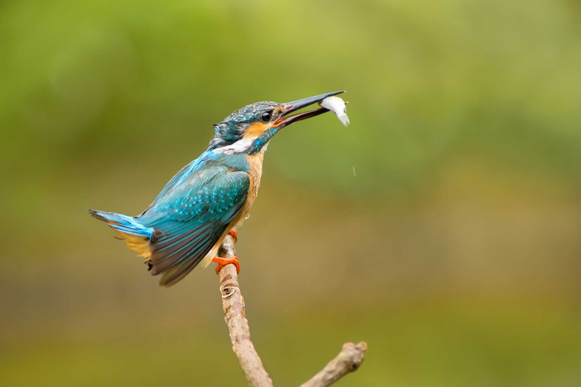 Зимородок - фото птицы, виды и характеристика