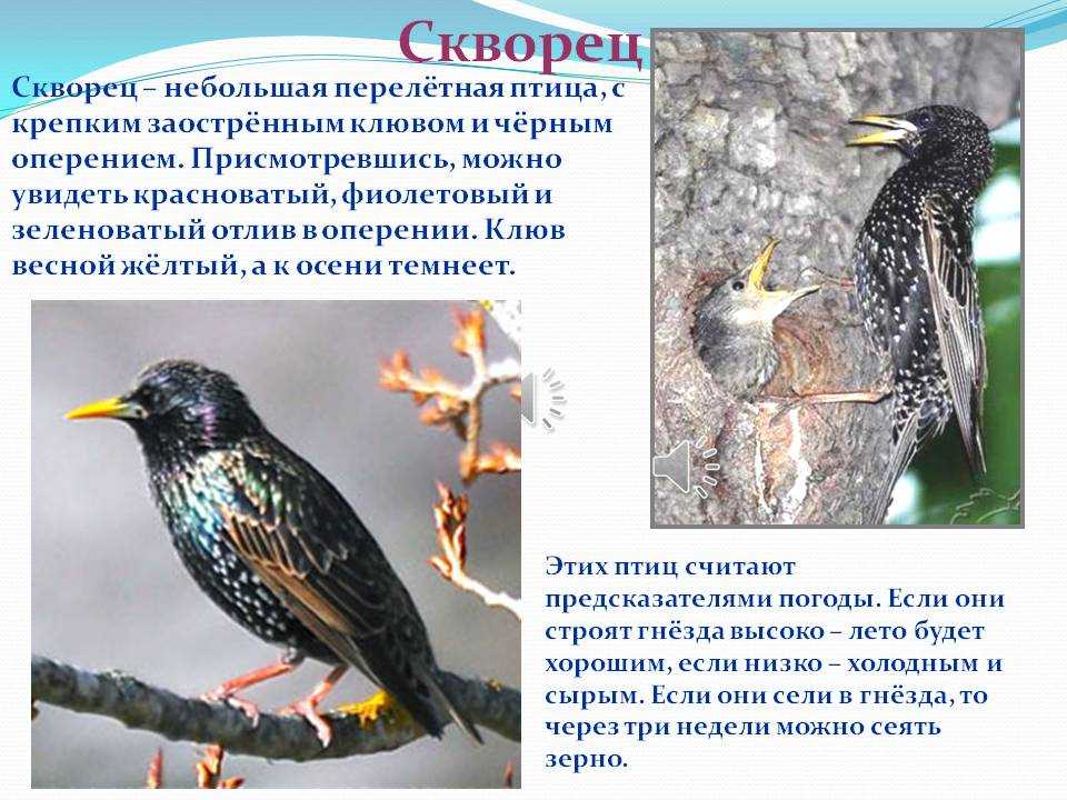 Cкворец перелетная птица или нет, их фото и виды
