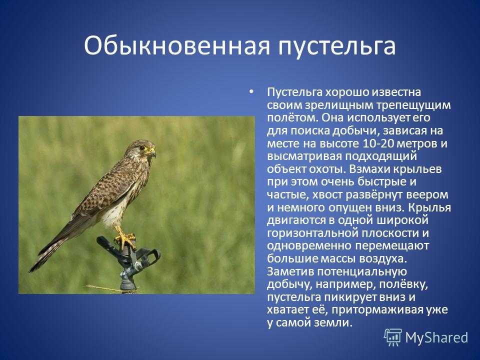 Пустельга птица. описание, особенности, виды и среда обитания пустельги | живность.ру