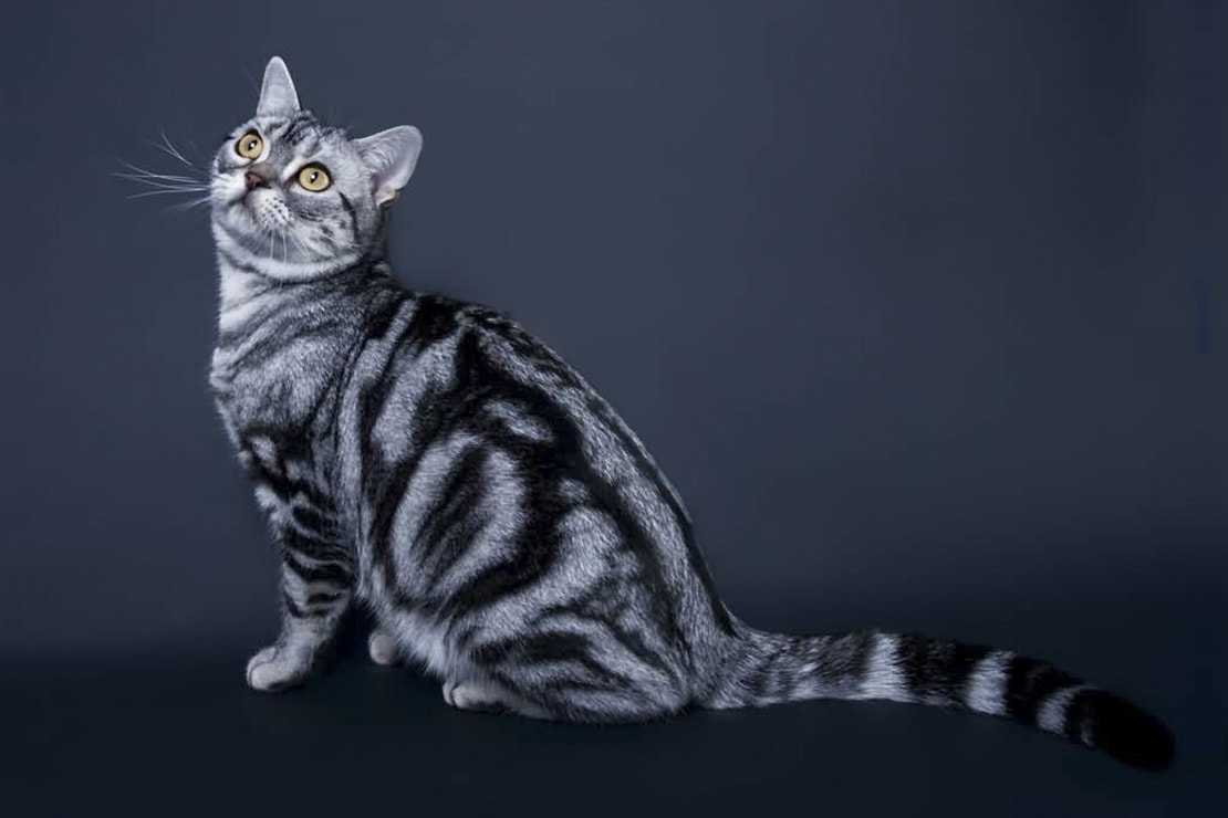 Кельтский кот – описание и условия содержания представителей породы