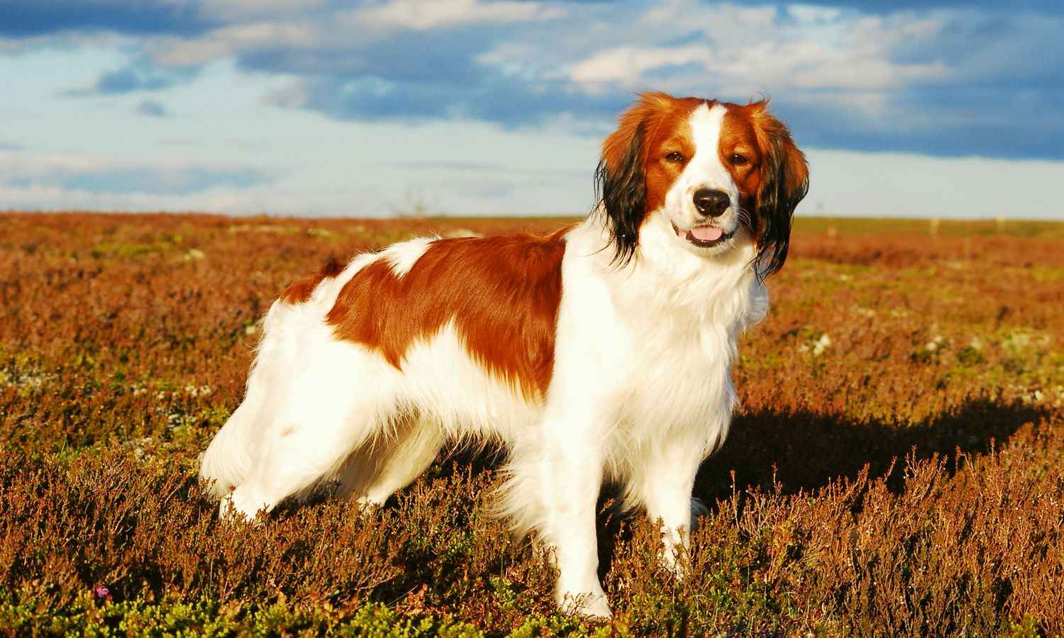 Коикерхондье: характеристики породы собаки, фото, характер, правила ухода и содержания