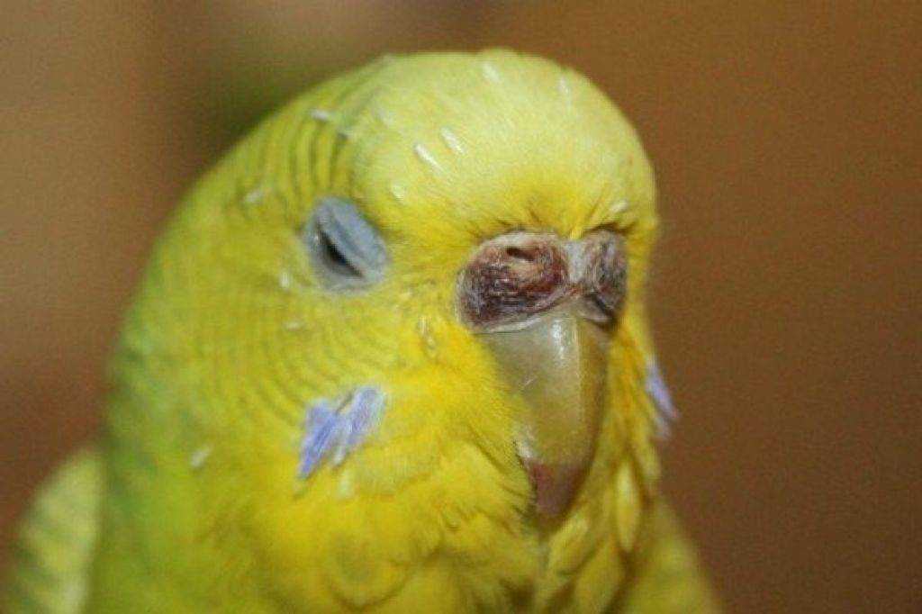 У попугая слоится клюв: что делать и как избежать, причины