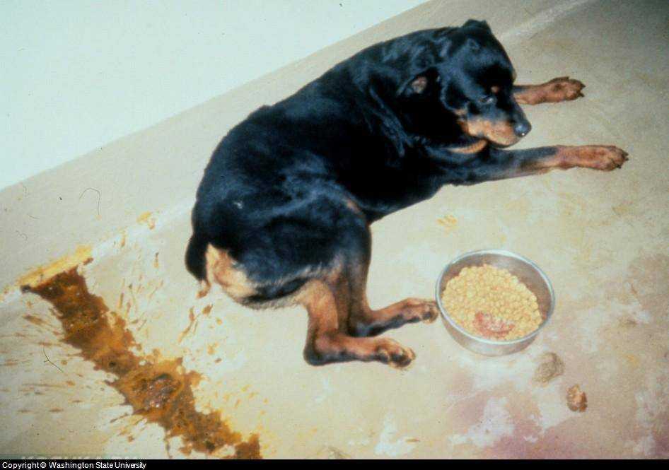 Оказание неотложной доврачебной помощи собаке при отравлениях и травмах | блог ветклиники "беланта"