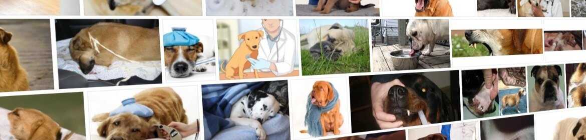 Собаку рвет белой пеной: защитный механизм или патологические причины, диагностика и лечение, что делать хозяину