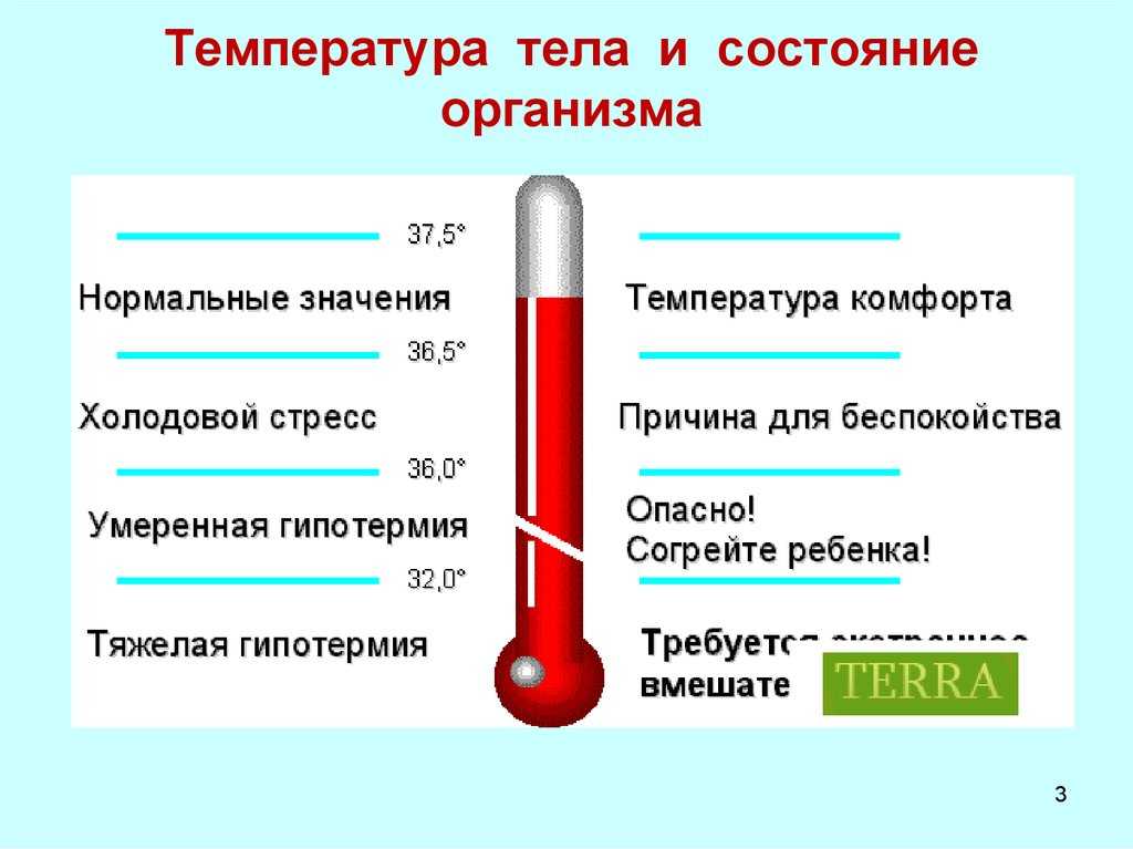 Показатели нормальной температуры тела для собак мелких пород, правила измерения и обозначения отклонений от нормы, при повышенной и пониженной