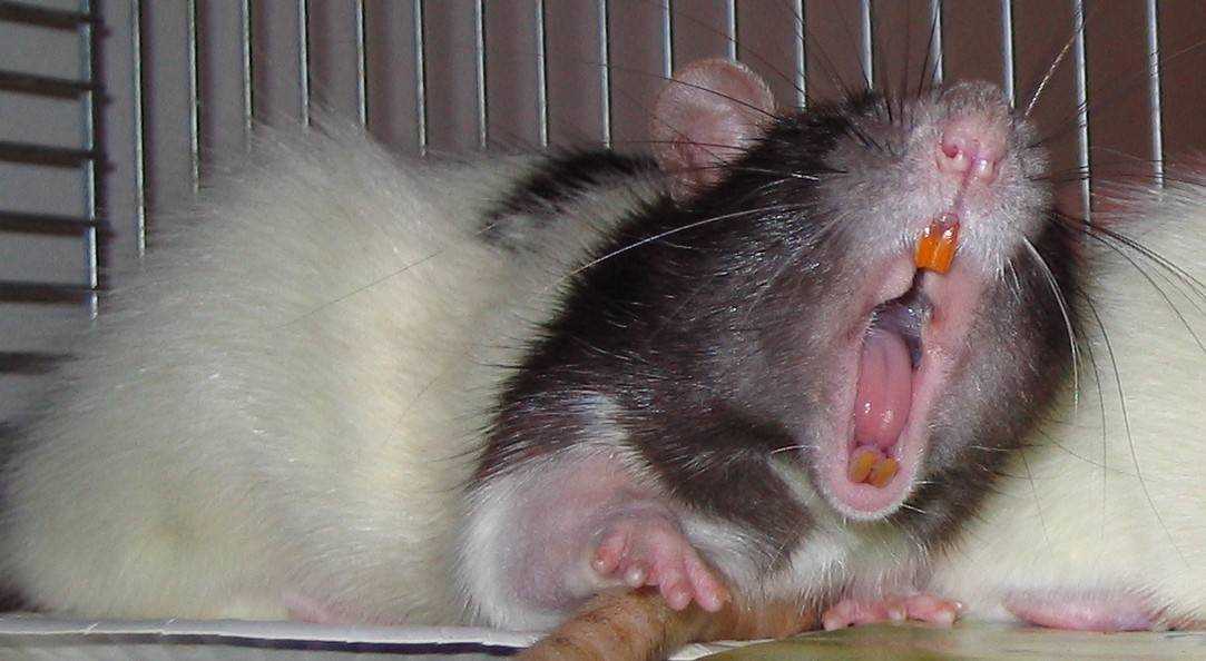 Описание строения ротовой полости декоративных домашних крыс особенности ухода за  крысиными зубами Методы профилактики зубных заболеваний домашних крыс