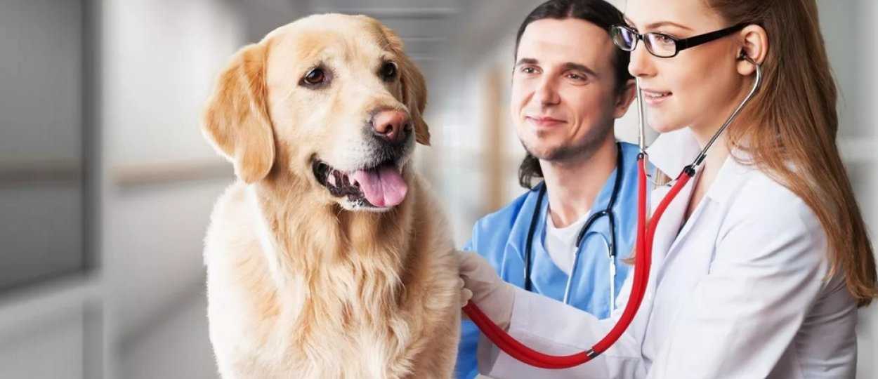 Первые симптомы болезни собак: причины и лечениеветлечебница рос-вет