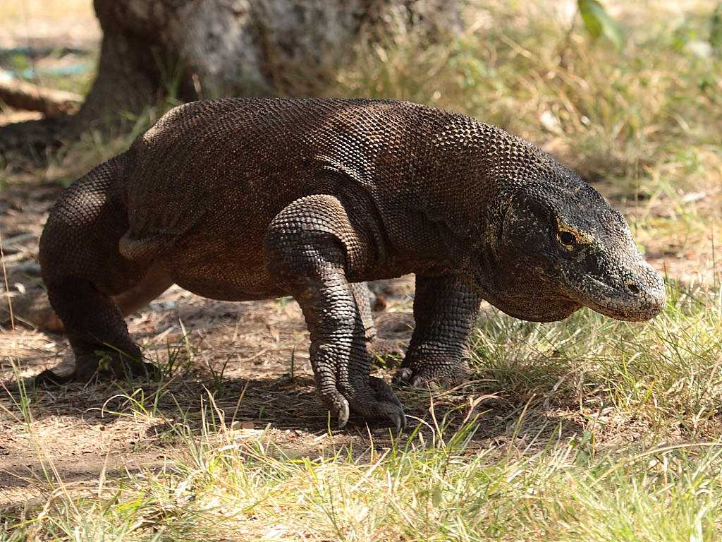 Комодский варан (индонезийский, комодский дракон): как выглядит, где обитает, ядовитый или нет, сколько живёт, скорость бега