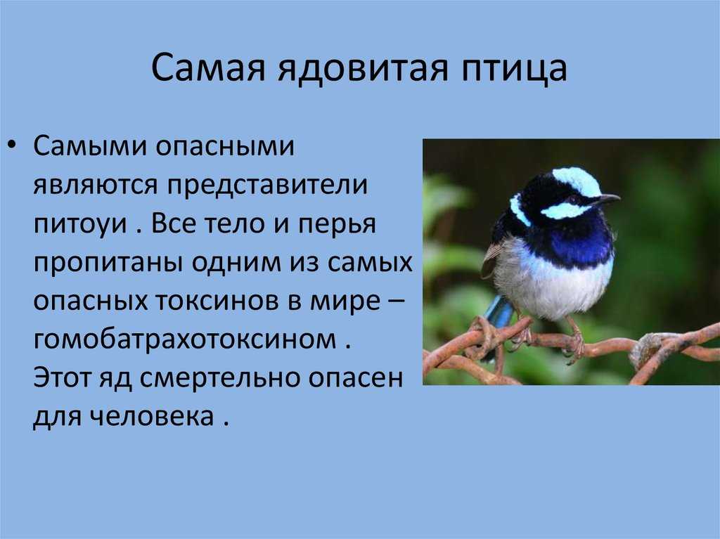 Птицы краснодарского края – фото с названиями и описанием