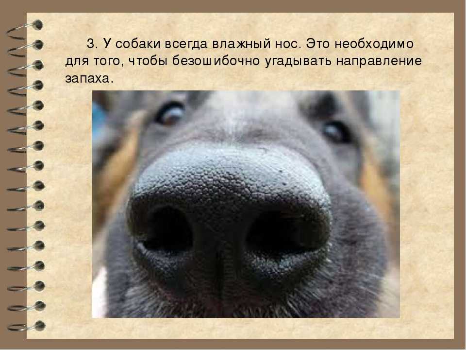 Мокрый нос у собаки обусловлен физиологическими особенностями животного, сформировавшимися в процессе эволюции и естественного отбора Подавляющее большинство людей убеждены в том, что влажный нос у собаки всегда - признак хорошего здоровья питомца Если же