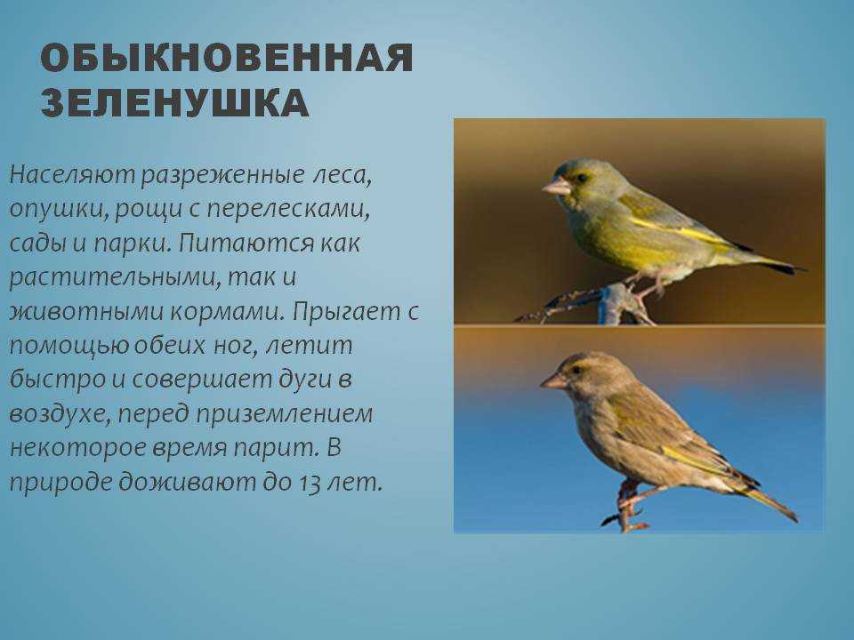 Зеленушка обыкновенная: певчая птица, фото, голос и интересные факты