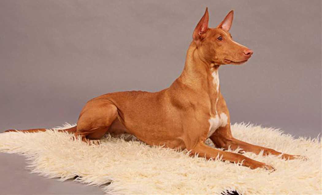 Фараоновая собака: фото, описание, характер, содержание, отзывы