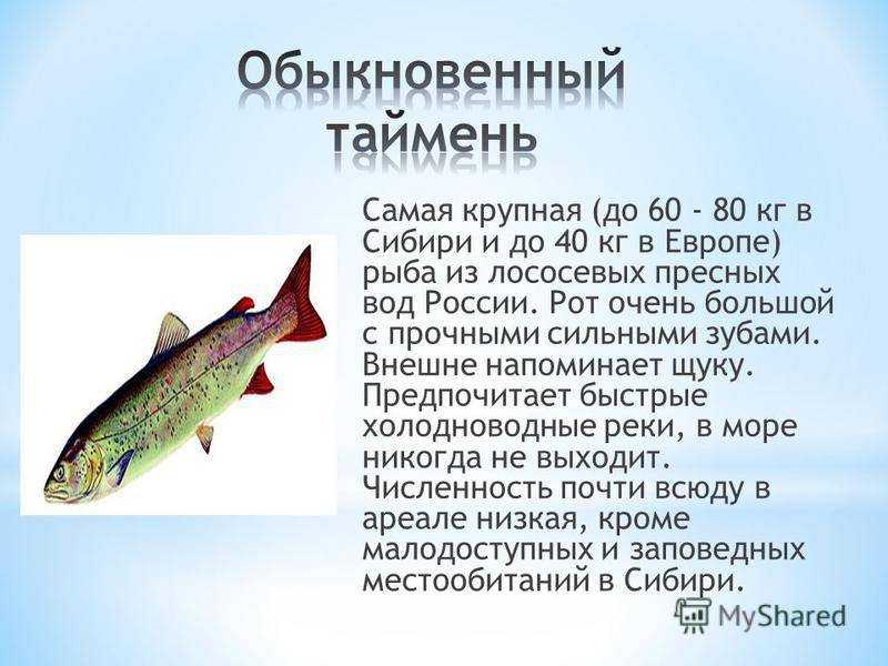 Таймень (рыба): где водится, как готовить, полезные свойства :: syl.ru