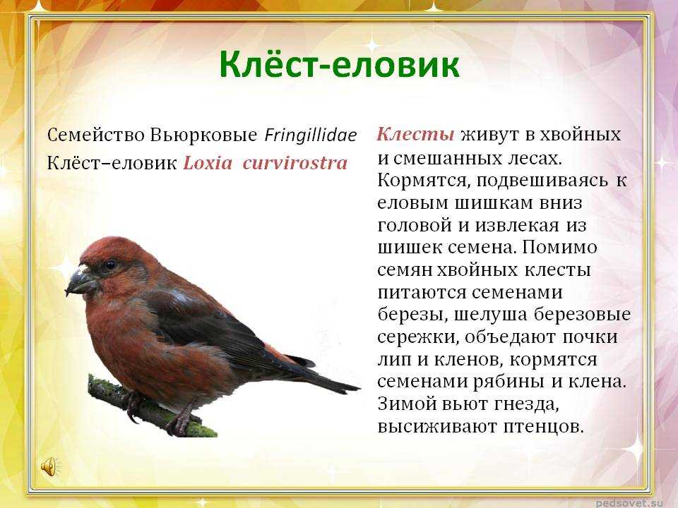 Чем питается клест в лесу. птица клест-еловик: описание, питание, размножение