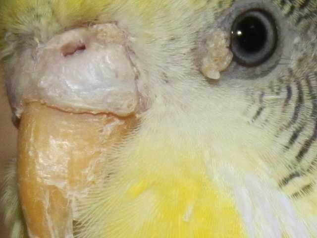 Профилактика и лечение слоения и трещин клюва у попугая
