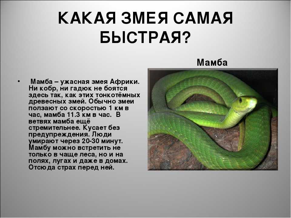 Как дают змей