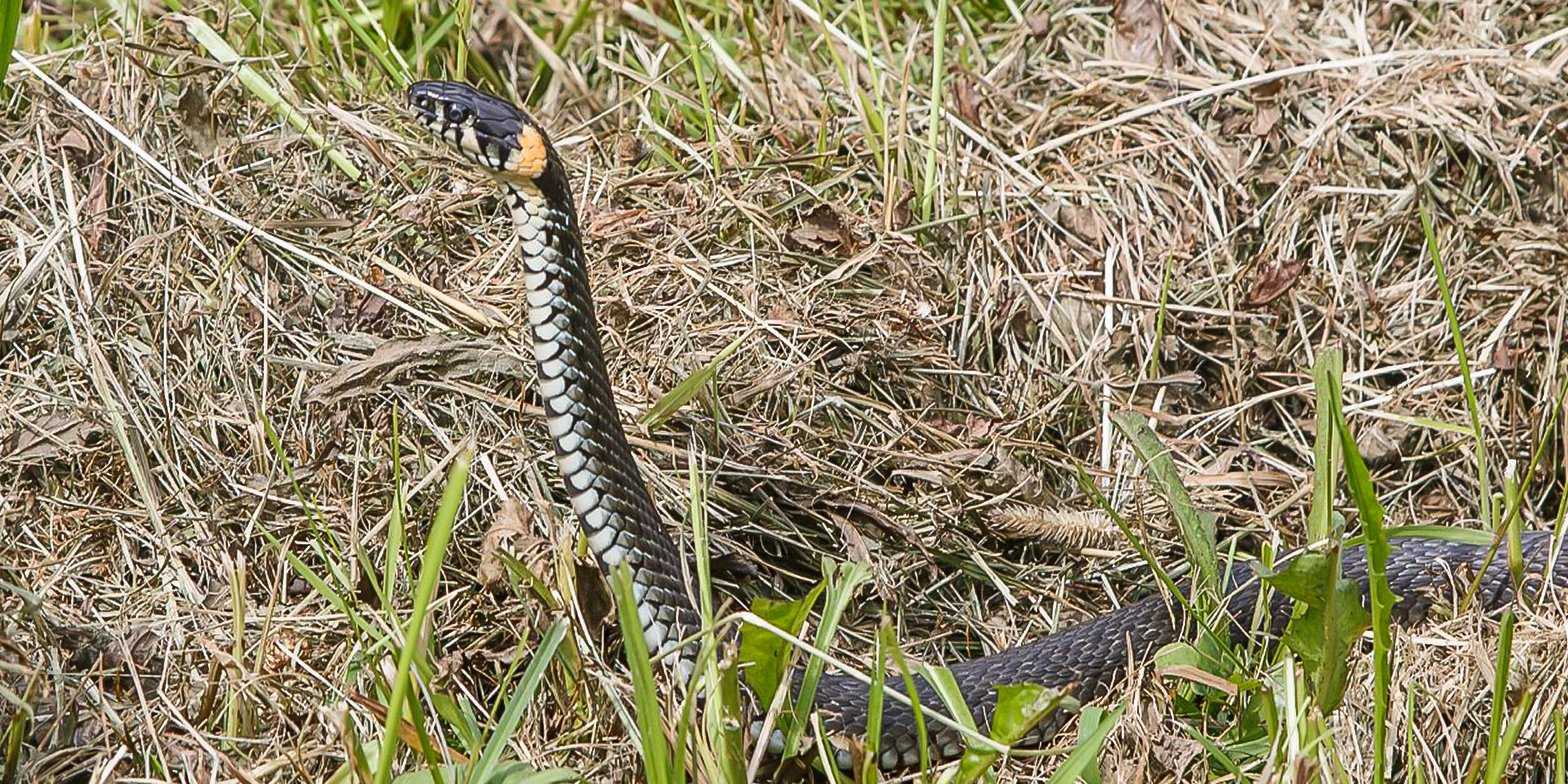 Сколько живут змеи в неволе и в дикой природе — объясняем развернуто
