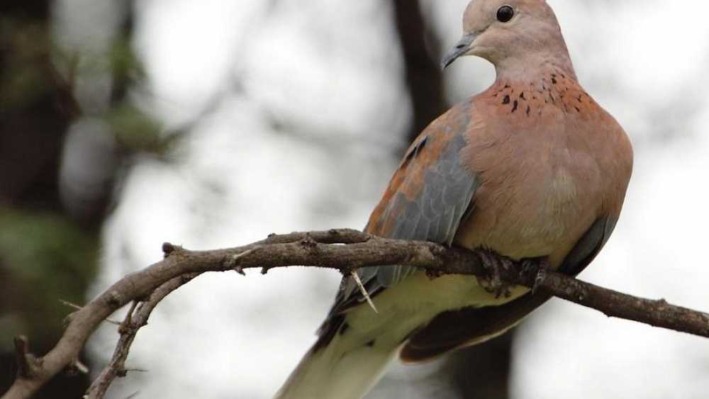 Скалистый голубь - описание, среда обитания, интересные факты