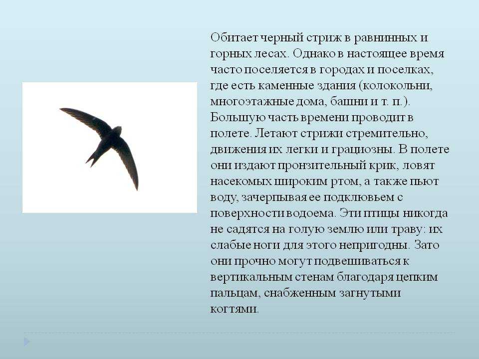 Птица стриж: описание, образ жизни :: syl.ru
