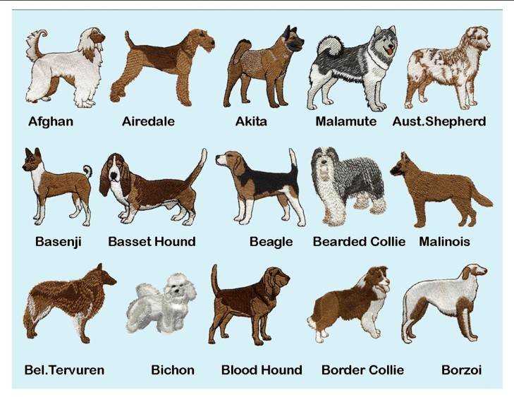 Средние породы собак. средние породы собак: список с фотографиями и описаниями