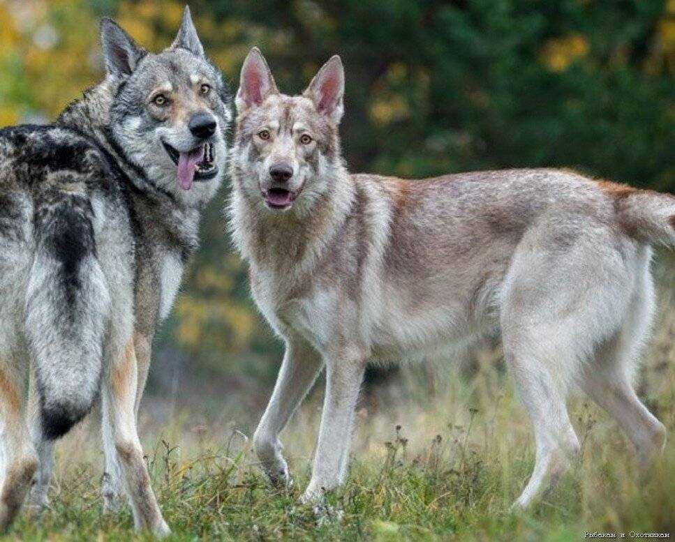 Волки: их описание и повадки. правила поведения при встрече с волками