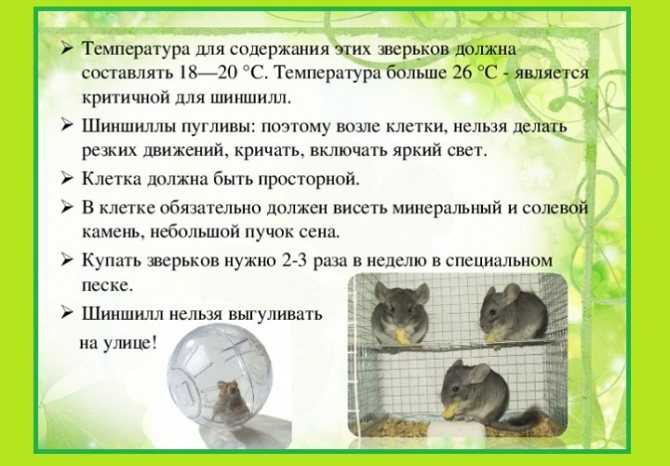 ᐉ можно ли давать кроликам мокрую траву c росой или после дождя? - zooon.ru
