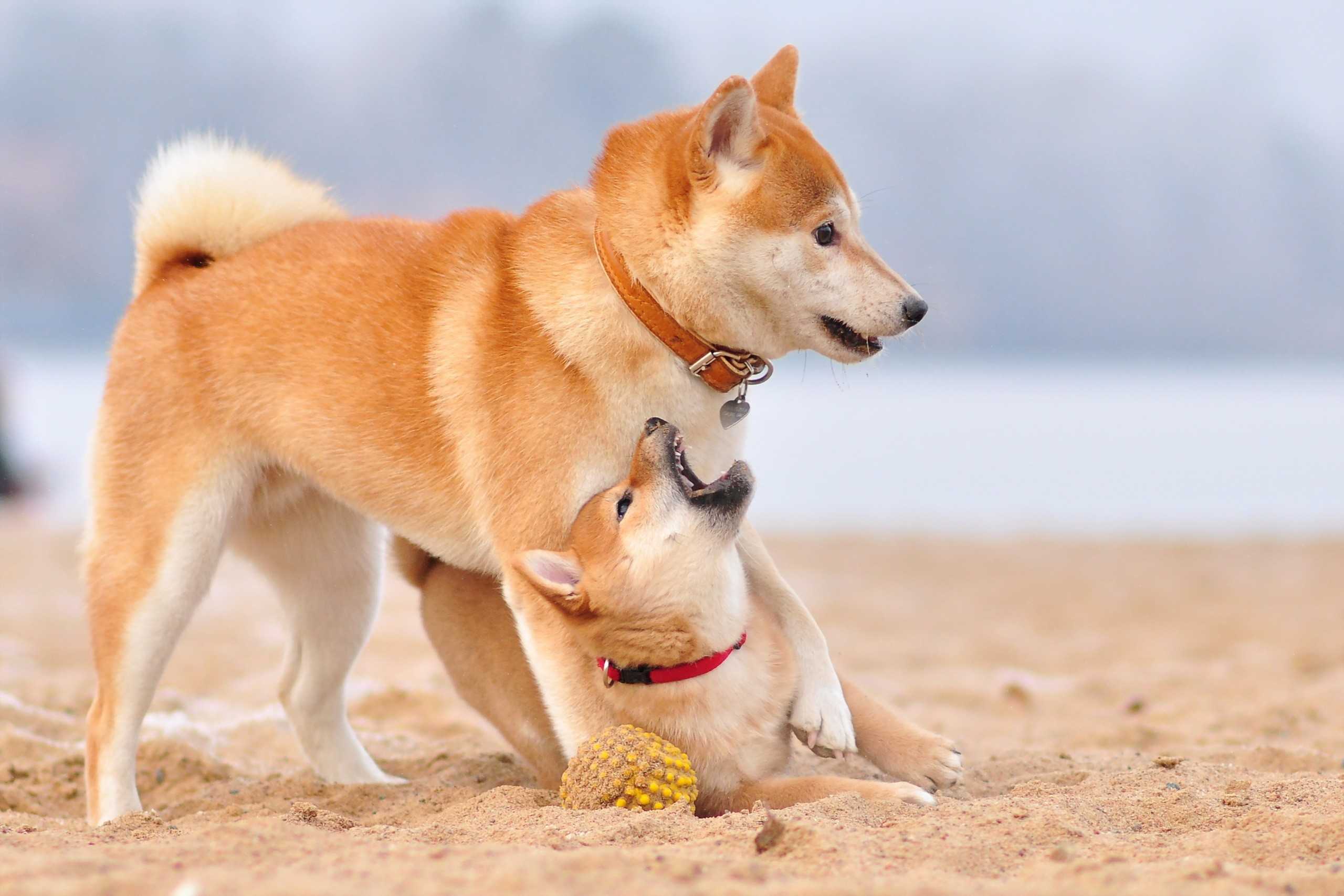 Особенности японской породы собак сиба ину