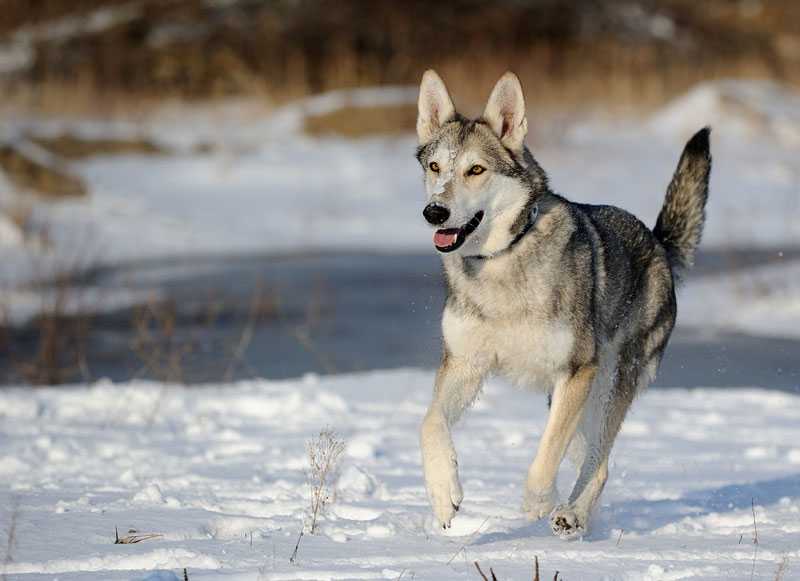 Волкособ (фото): удивительная квинтэссенция волка и собаки