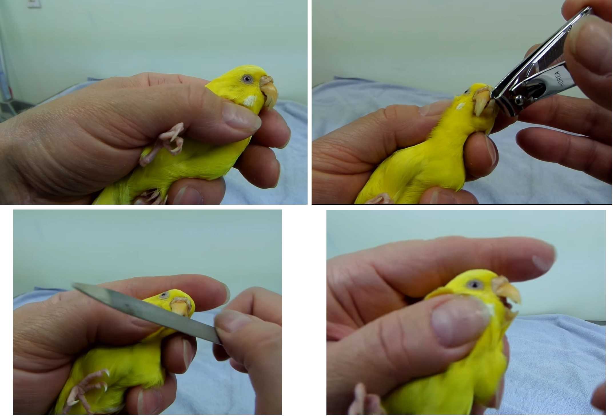 Нужно ли подстригать клюв волнистому попугаю и как правильно это делать
