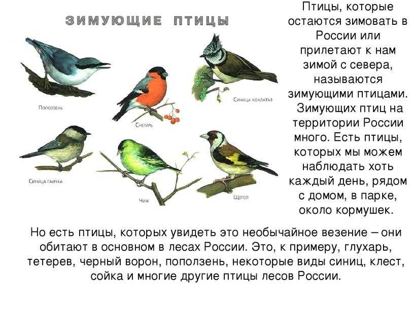 Птицы татарстана. описания, названия и особенности птиц татарстана