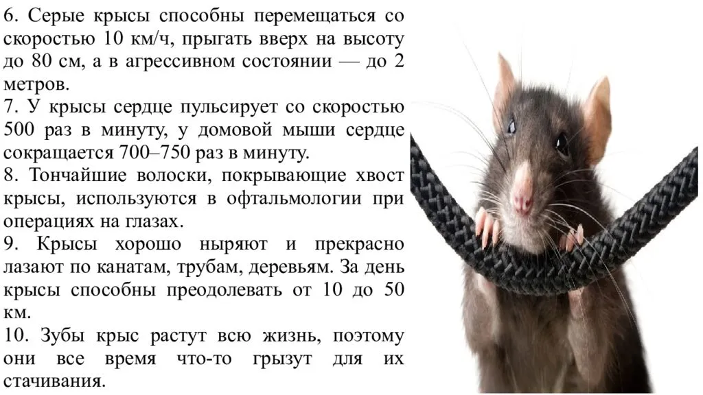 Продолжительность жизни мыши. Размер декоративной крысы. Крыса домовая. Возраст декоративных крыс.