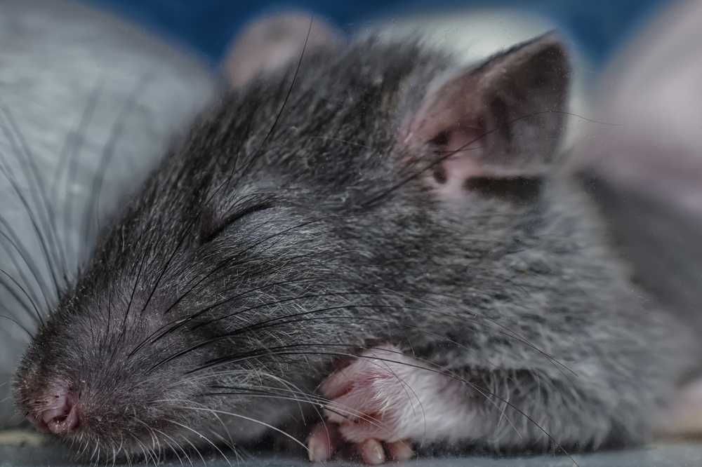 Порфирин у крыс: почему у грызуна кровь из носа и выделения из глаз, причины и лечение, что такое порфиринит и что с ним делать